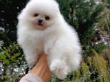 Eşsiz Teddy Bear Pomeranian Boo