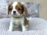 Safkan Cavalier King Charles Yavruları