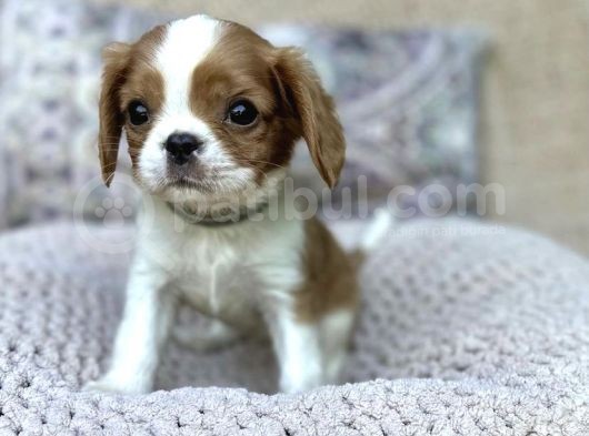Safkan Cavalier King Charles Yavruları görsel