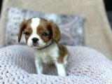 Safkan Cavalier King Charles Yavruları