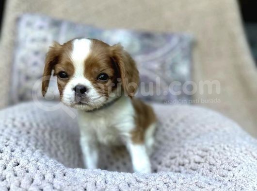 Safkan Cavalier King Charles Yavruları görsel