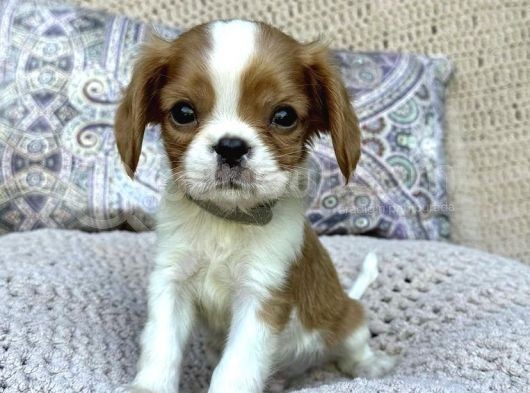 Safkan Cavalier King Charles Yavruları