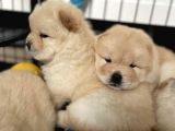 Üst Kali̇te Chow Chow Yavrulari