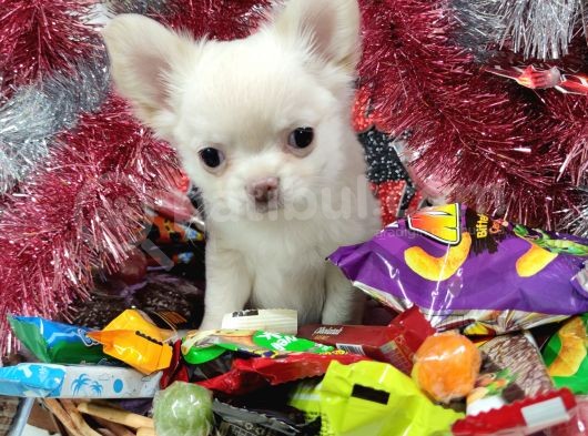 Chihuahua Cinsi Süs Köpeği Sahiplendirme Ilanları