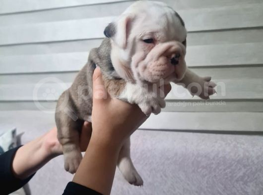 Şeki̇lli̇   İngi̇li̇z  Buldog Yavrulari görsel