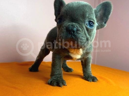 Sıfır Burun French Bulldog Blue görsel