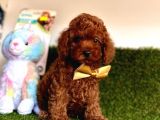 Kore Menşei̇ Ori̇ji̇nal Toy Poodle Yavrular
