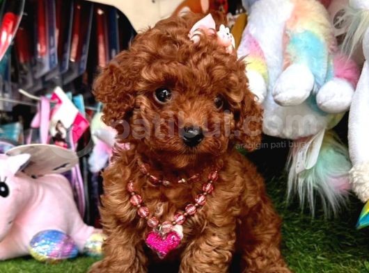 Kore Menşei̇ Ori̇ji̇nal Toy Poodle Yavrular görsel