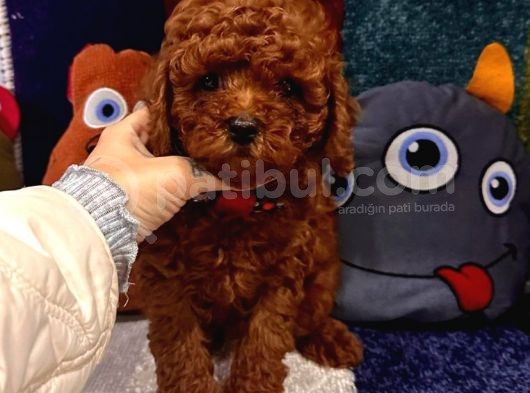 Kore Menşei̇ Ori̇ji̇nal Toy Poodle Yavrular görsel