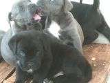 Blue Ve Si̇yah Dev Anatomili Canecorso Yavrular