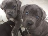 Blue Ve Si̇yah Dev Anatomili Canecorso Yavrular