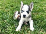 Orjinal Husky Sibirya Kurdu