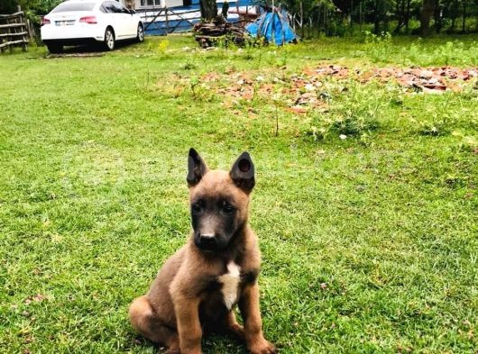 Orjinal Tek Örnek Belçika Kurdu Alan Koruma görsel