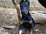 A Kalite Doberman Yavrum