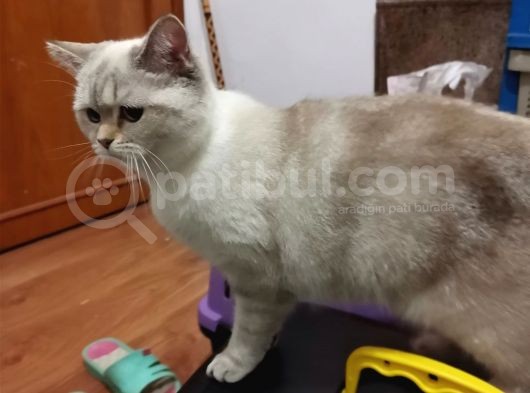 Oldukça Sırnaşık görsel