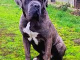 Blue Ve Si̇yah Dev Anatomili Canecorso Yavrular