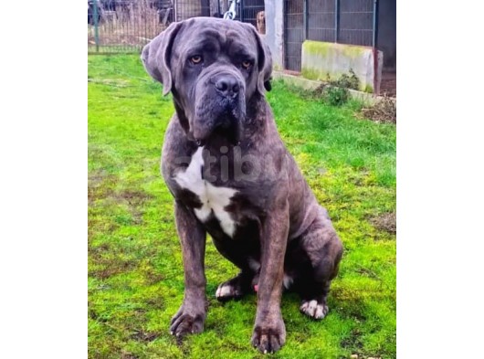 Blue Ve Si̇yah Dev Anatomili Canecorso Yavrular görsel