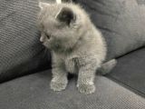Tatlı British Shorthairlar