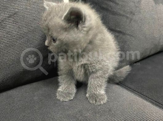Tatlı British Shorthairlar görsel