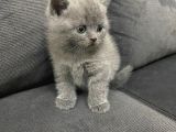 Tatlı British Shorthairlar