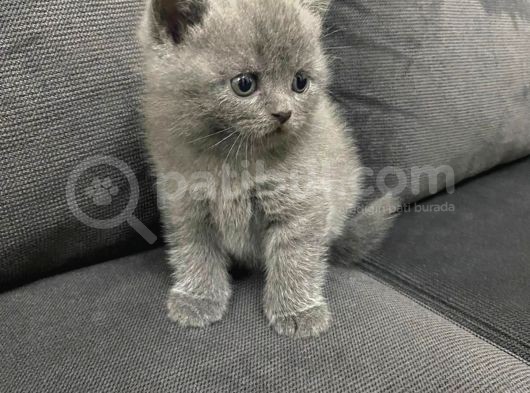 Tatlı British Shorthairlar görsel