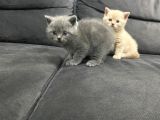 Tatlı British Shorthairlar