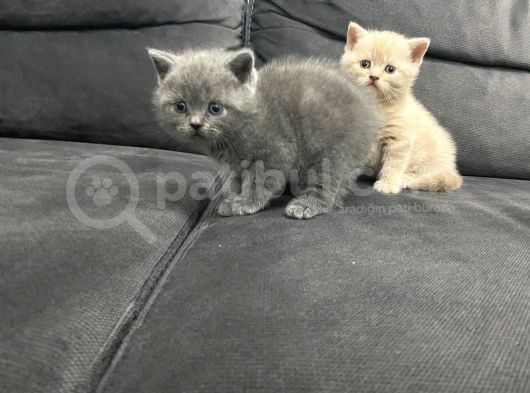 Tatlı British Shorthairlar görsel