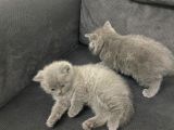 Tatlı British Shorthairlar