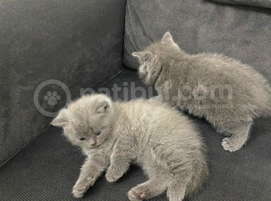 Tatlı British Shorthairlar görsel