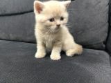 Tatlı British Shorthairlar