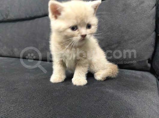 Tatlı British Shorthairlar görsel