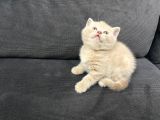 Tatlı British Shorthairlar
