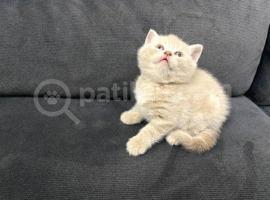 Tatlı British Shorthairlar görsel