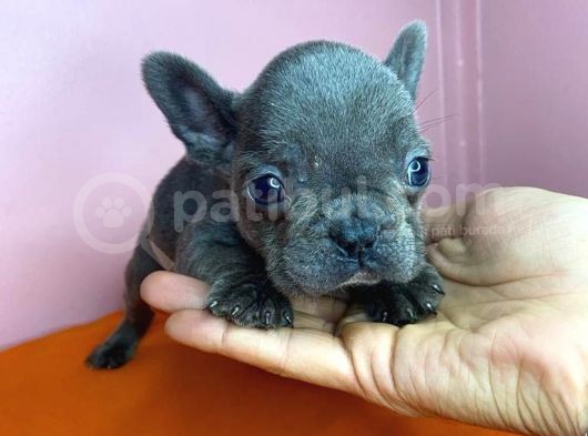 Sıfır Burun French Bulldog Blue görsel