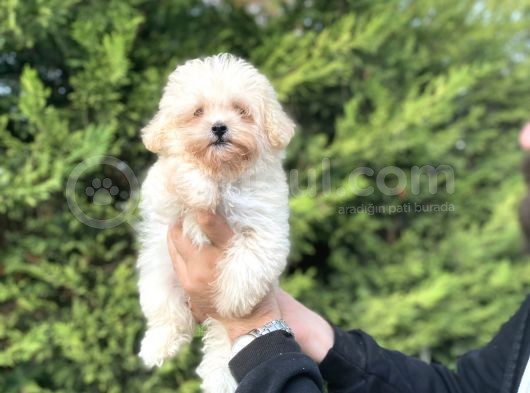 Teacup Malti̇poo Orji̇nal Mi̇ni̇ Boy görsel