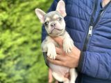 Li̇lac And Tan Özel Tenk French Bulldog