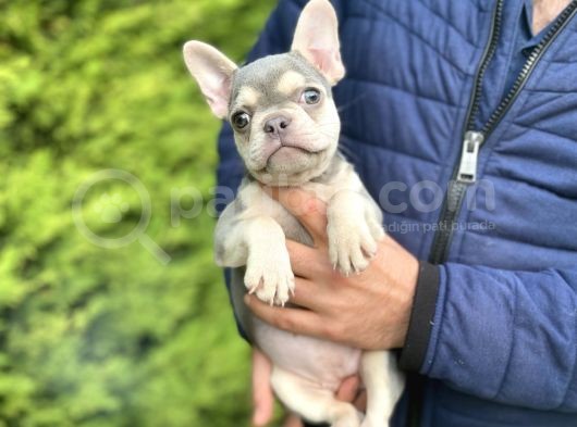 Li̇lac And Tan Özel Tenk French Bulldog görsel