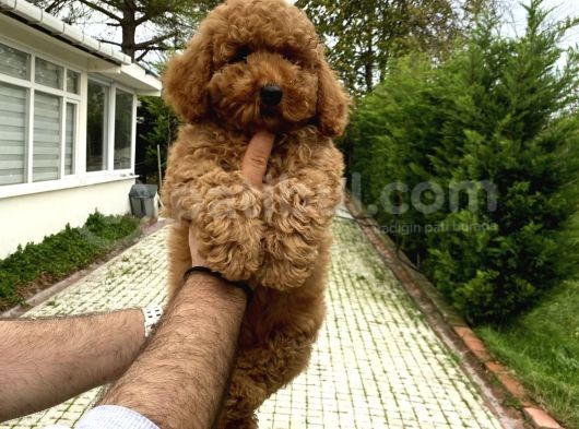 4 Aylik Di̇şi̇ Red Poodle Yavrumuz görsel