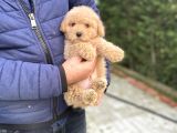 Oyuncak Poodle Bebeği̇mi̇z A Kali̇te Aşili