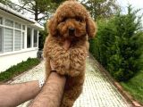 4 Aylik Di̇şi̇ Red Poodle Yavrumuz