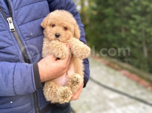 Oyuncak Poodle Bebeği̇mi̇z A Kali̇te Aşili