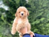 SEVİMLİ TOY POODLE YAVRUMUZ AŞILI
