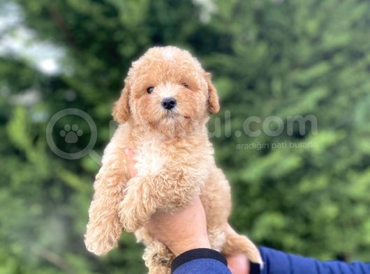 Sevi̇mli̇ Toy Poodle Yavrumuz Aşili