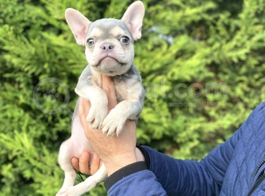 Li̇lac And Tan Özel Tenk French Bulldog görsel