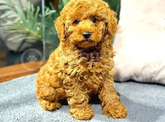 Red Browntoy Poodle  Yavrularımız Yeni Yuvalarını Arıyor