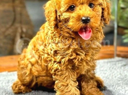 Red Browntoy Poodle  Yavrularımız Yeni Yuvalarını Arıyor görsel