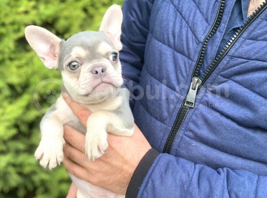 Li̇lac And Tan Özel Tenk French Bulldog
