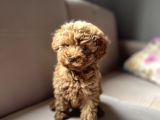 Toy Poodle