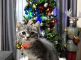 British Shorthair Silver Yavrular