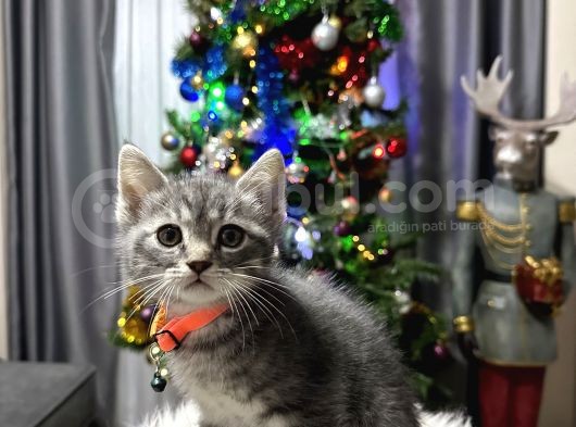 British Shorthair Silver Yavrular görsel